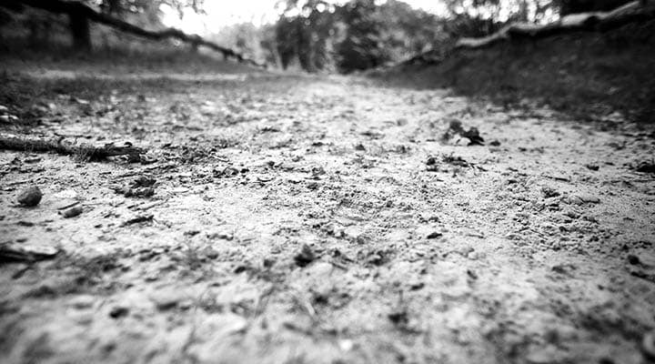 bergamont performance2